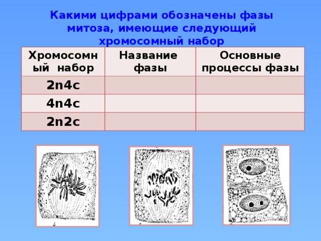 Какими цифрами на схеме обозначены гребень волны высота волны