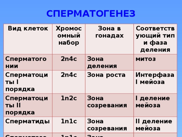 Хромосомный набор пшеницы равен 28. Сперматогонии хромосомный набор. Сперматоцит второго порядка хромосомный набор. Хромосомный набор сперматид. 2n2c 1) сперматоциты первого порядка.