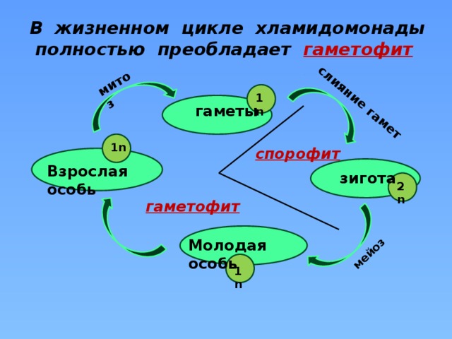 У какой водоросли преобладает спорофит. Жизненный цикл хламидомонады ЕГЭ. Спорофит хламидомонады. Этапы жизненного цикла хламидомонады. Жизненный цикл хламидомонады гаметофит и спорофит.