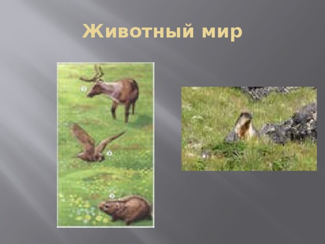 Животный мир 
