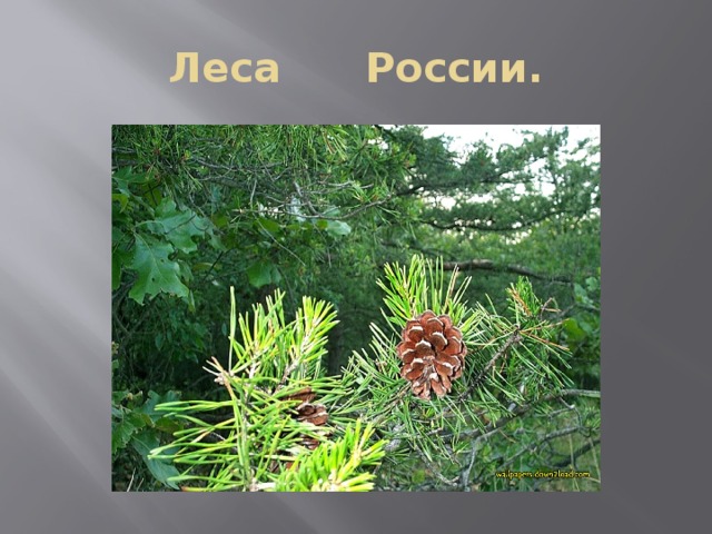 Леса России. 