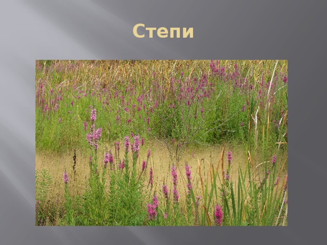 Степи 