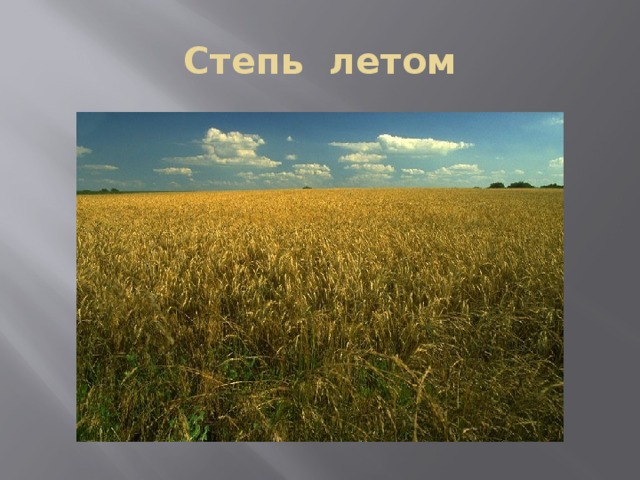 Степь летом 