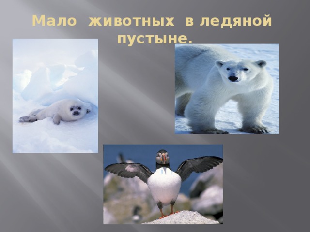 Мало животных в ледяной пустыне. 