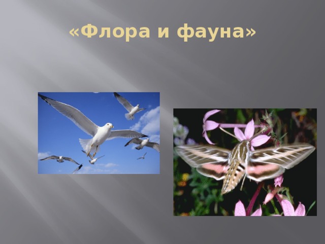 «Флора и фауна» 