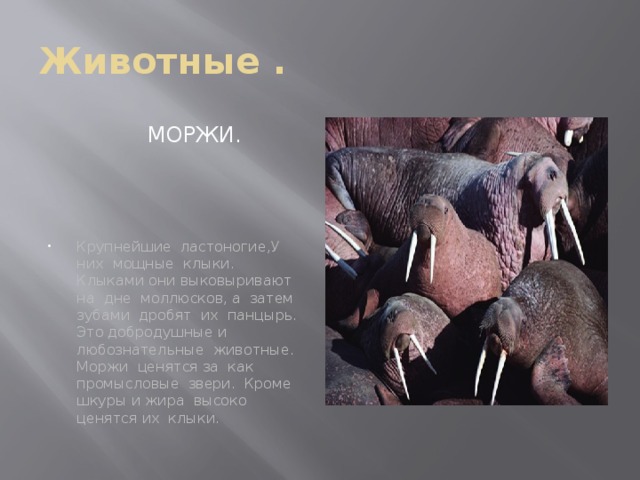 Животные .  Моржи. Крупнейшие ластоногие,У них мощные клыки. Клыками они выковыривают на дне моллюсков, а затем зубами дробят их панцырь. Это добродушные и любознательные животные. Моржи ценятся за как промысловые звери. Кроме шкуры и жира высоко ценятся их клыки. 