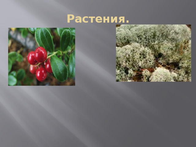 Растения. 
