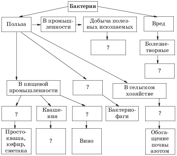 Роль бактерий схема