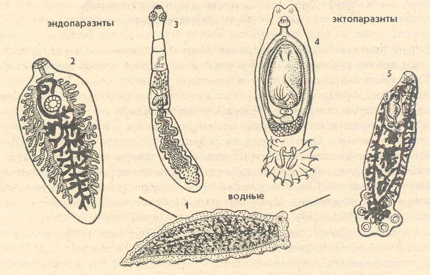 Листовидная форма червей. Черви-сосальщики – трематоды.. Плоские черви эндопаразиты. Личинки паразитов трематоды. Тип плоские черви паразиты.