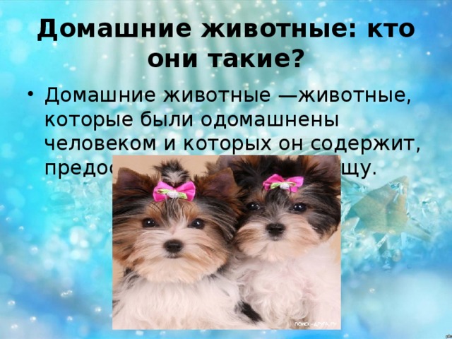 Домашние животные: кто они такие? Домашние животные —животные, которые были одомашнены человеком и которых он содержит, предоставляя им, кров и пищу. 