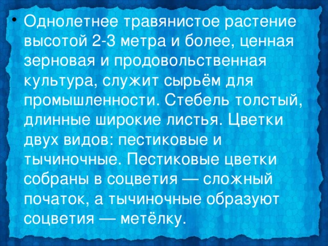 Однолетнее травянистое растение высотой 2-3 метра и более, ценная зерновая и продовольственная культура, служит сырьём для промышленности. Стебель толстый, длинные широкие листья. Цветки двух видов: пестиковые и тычиночные. Пестиковые цветки собраны в соцветия — сложный початок, а тычиночные образуют соцветия — метёлку. 