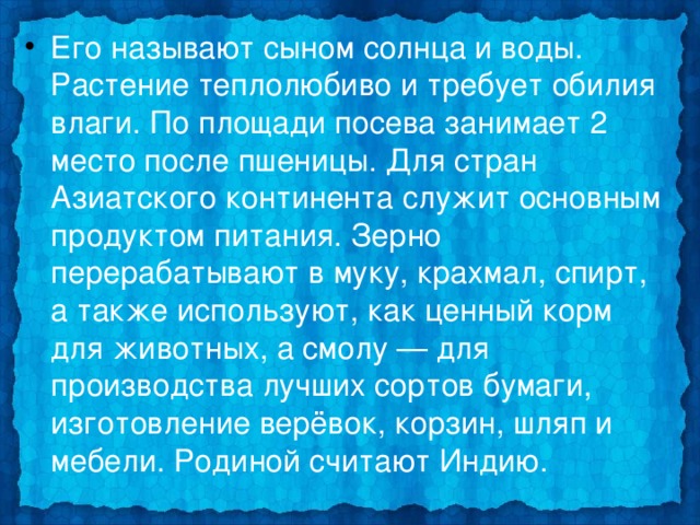 Его называют сыном солнца и воды. Растение теплолюбиво и требует обилия влаги. По площади посева занимает 2 место после пшеницы. Для стран Азиатского континента служит основным продуктом питания. Зерно перерабатывают в муку, крахмал, спирт, а также используют, как ценный корм для животных, а смолу — для производства лучших сортов бумаги, изготовление верёвок, корзин, шляп и мебели. Родиной считают Индию. 