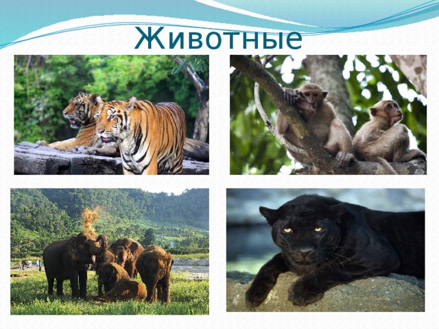 Животные 