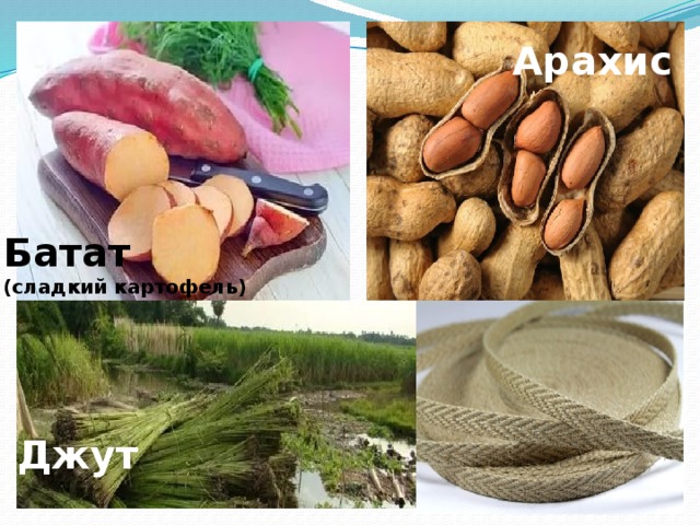 Арахис Батат (сладкий картофель) Джут 