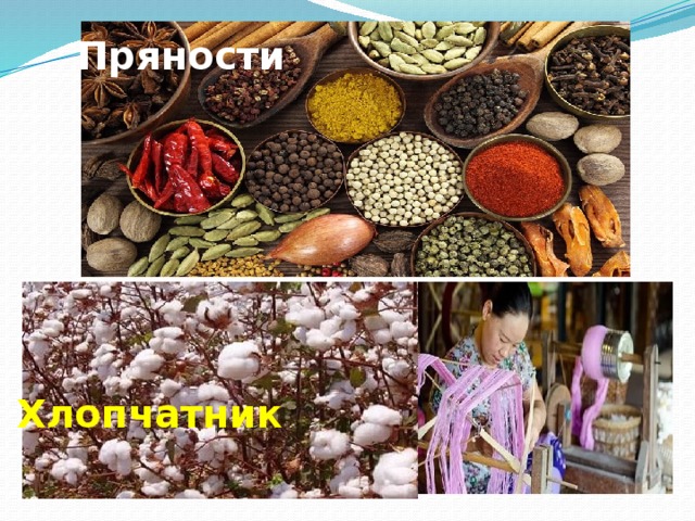 Пряности  Хлопчатник 