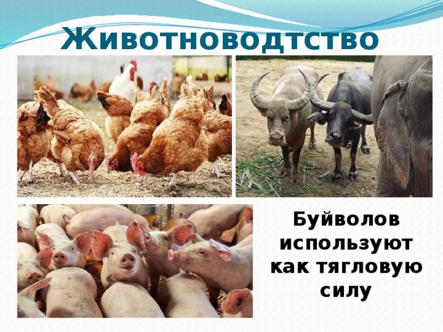 Животноводтство Буйволов используют как тягловую силу 
