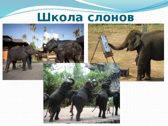 Школа слонов 