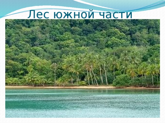 Лес южной части 