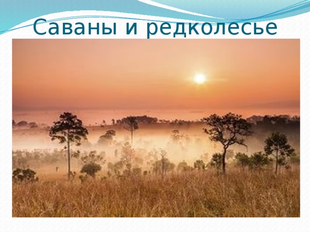 Саваны и редколесье 