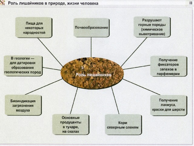 Какую роль играют лишайники в природе. Схема значение лишайников. Лишайники значение в природе. Лишайники в природе и жизни человека. Значение лишайников в природе и жизни человека.