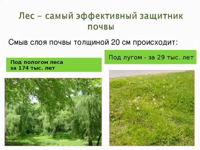 Смыв слоя почвы толщиной 20 см происходит: Под лугом - за 29 тыс. лет Под пологом леса за 174 тыс. лет 