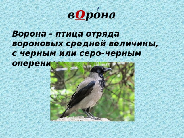 в о рона Ворона - птица отряда вороновых средней величины, с черным или серо-черным оперением. 