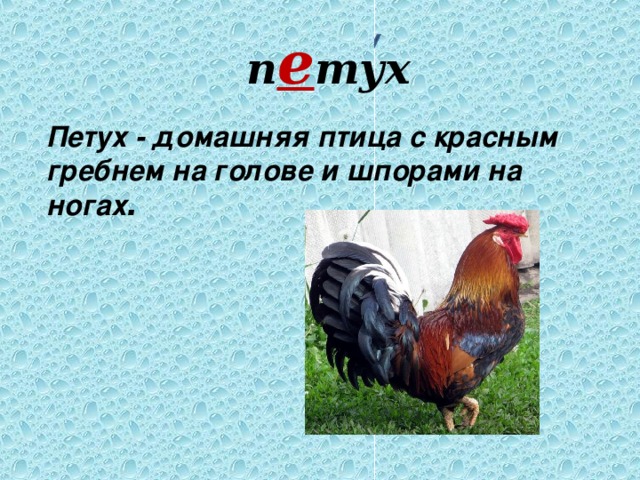 Шпоры на ногах петуха