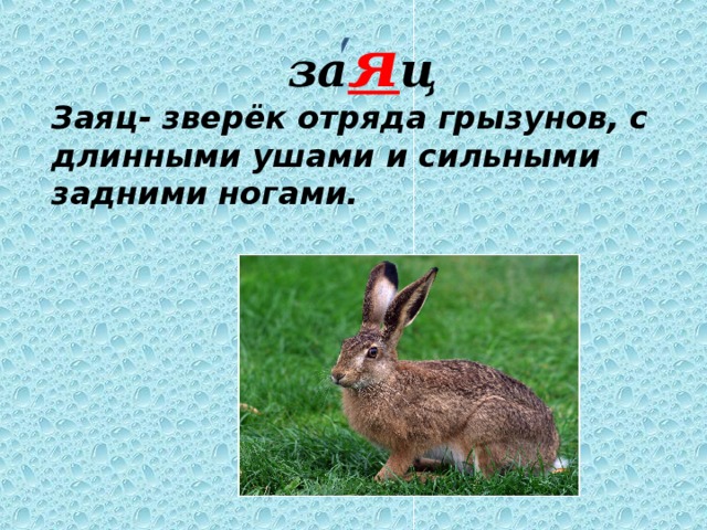 за я ц Заяц- зверёк отряда грызунов, с длинными ушами и сильными задними ногами. 