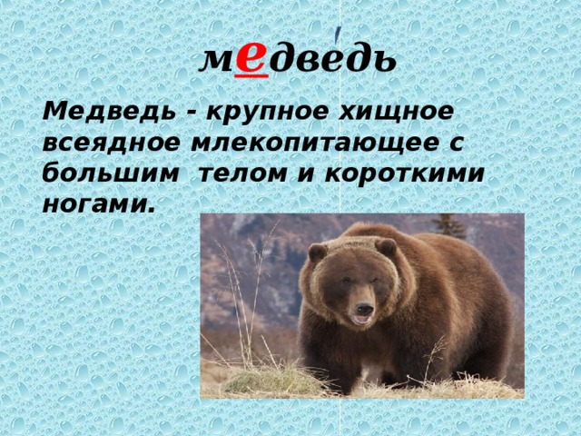 Медведь крупное млекопитающее. Медведь всеядный. Медведь всеядный или. Кабан всеядное животное или нет. Бурый медведь хищник или всеядный.