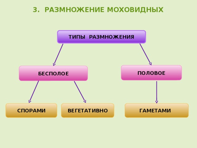  3. РАЗМНОЖЕНИЕ МОХОВИДНЫХ ТИПЫ РАЗМНОЖЕНИЯ ПОЛОВОЕ БЕСПОЛОЕ ВЕГЕТАТИВНО СПОРАМИ ГАМЕТАМИ  