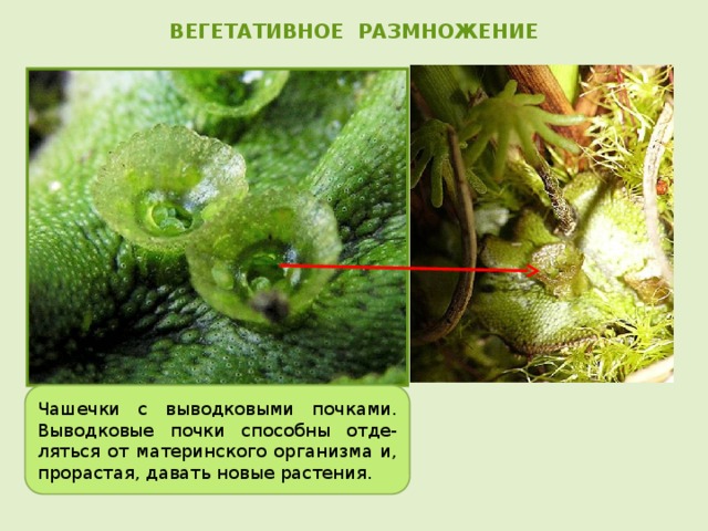 ВЕГЕТАТИВНОЕ РАЗМНОЖЕНИЕ   Чашечки с выводковыми почками. Выводковые почки способны отде-ляться от материнского организма и, прорастая, давать новые растения. 