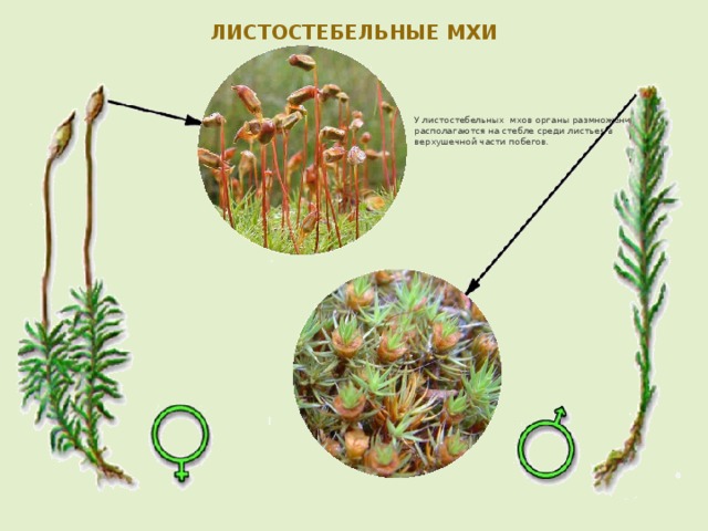 ЛИСТОСТЕБЕЛЬНЫЕ МХИ У листостебельных мхов органы размножения располагаются на стебле среди листьев в верхушечной части побегов. 