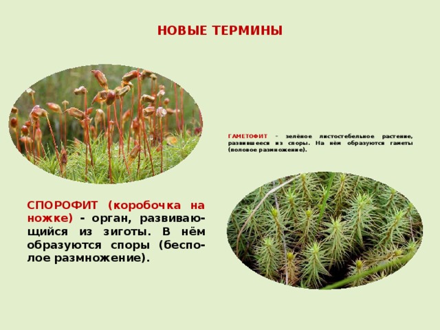 НОВЫЕ ТЕРМИНЫ ГАМЕТОФИТ – зелёное листостебельное растение, развившееся из споры. На нём образуются гаметы (половое размножение). СПОРОФИТ (коробочка на ножке)  - орган, развиваю-щийся из зиготы. В нём образуются споры (беспо-лое размножение). 