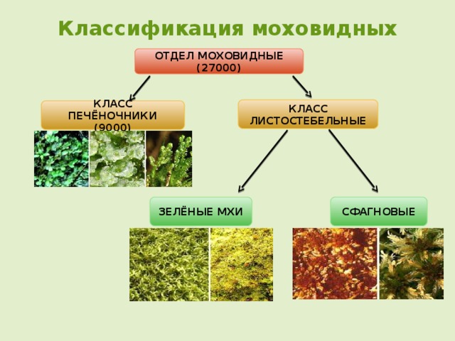 Классификация моховидных ОТДЕЛ МОХОВИДНЫЕ (27000) КЛАСС ЛИСТОСТЕБЕЛЬНЫЕ КЛАСС ПЕЧЁНОЧНИКИ (9000) ЗЕЛЁНЫЕ МХИ СФАГНОВЫЕ 