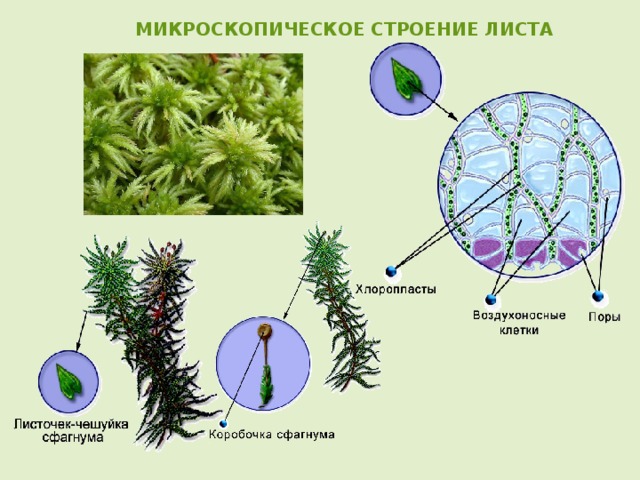  МИКРОСКОПИЧЕСКОЕ СТРОЕНИЕ ЛИСТА 