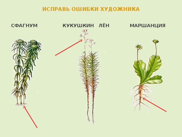 ИСПРАВЬ ОШИБКИ ХУДОЖНИКА  СФАГНУМ КУКУШКИН ЛЁН МАРШАНЦИЯ 