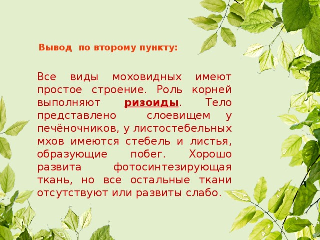 Вывод по второму пункту: Все виды моховидных имеют простое строение. Роль корней выполняют ризоиды . Тело представлено слоевищем у печёночников, у листостебельных мхов имеются стебель и листья, образующие побег. Хорошо развита фотосинтезирующая ткань, но все остальные ткани отсутствуют или развиты слабо. 