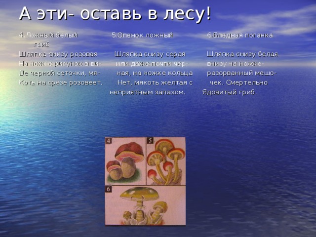 А эти- оставь в лесу! 4.Ложный белый 5.Опенок ложный 6.Бледная поганка  гриб Шляпка снизу розовая Шляпка снизу серая Шляпка снизу белая На ножке рисунок в ви- или даже почти чер- внизу на ножке- Де черной сеточки, мя- ная, на ножке кольца разорванный мешо- Коть на срезе розовеет. Нет, мякоть желтая с чек. Смертельно  неприятным запахом. Ядовитый гриб. 