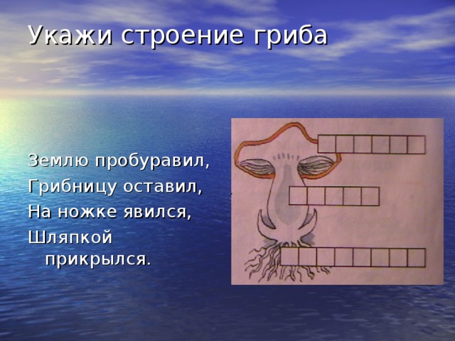 Укажи строение гриба Землю пробуравил, Грибницу оставил, На ножке явился, Шляпкой прикрылся. 