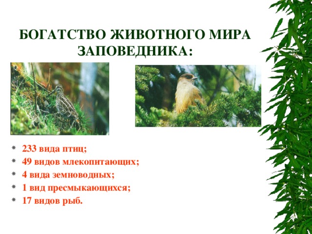 БОГАТСТВО ЖИВОТНОГО МИРА ЗАПОВЕДНИКА: 233 вида птиц; 49 видов млекопитающих; 4 вида земноводных; 1 вид пресмыкающихся; 17 видов рыб.  