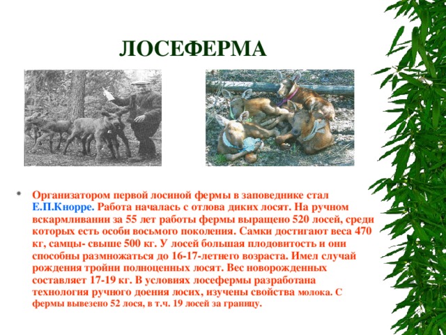 ЛОСЕФЕРМА Организатором первой лосиной фермы в заповеднике стал Е.П.Кнорре. Работа началась с отлова диких лосят. На ручном вскармливании за 55 лет работы фермы выращено 520 лосей, среди которых есть особи восьмого поколения. Самки достигают веса 470 кг, самцы- свыше 500 кг. У лосей большая плодовитость и они способны размножаться до 16-17-летнего возраста. Имел случай рождения тройни полноценных лосят. Вес новорожденных составляет 17-19 кг. В условиях лосефермы разработана технология ручного доения лосих, изучены свойства молока. С фермы вывезено 52 лося, в т.ч. 19 лосей за границу. 