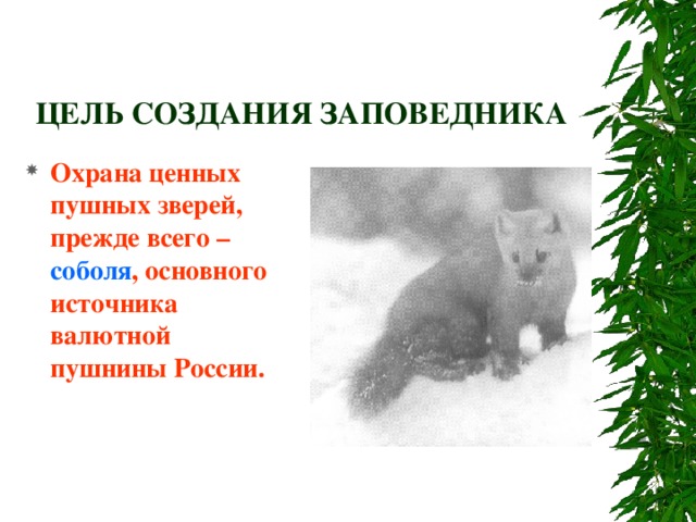 ЦЕЛЬ СОЗДАНИЯ ЗАПОВЕДНИКА Охрана ценных пушных зверей, прежде всего – соболя , основного источника валютной пушнины России. 