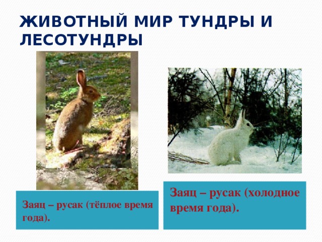 классификация зайца беляка. географический заяц. заяц беляк природная зона. заяц русак меняет окраску зимой. заяц русак башкирии.