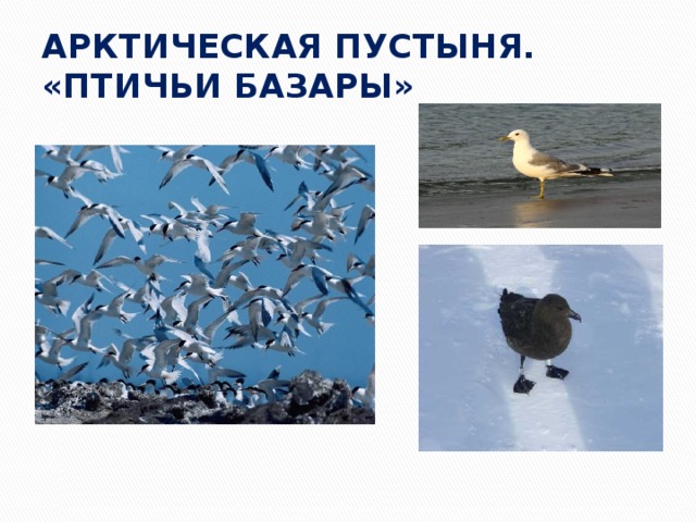 АРКТИЧЕСКАЯ ПУСТЫНЯ. «ПТИЧЬИ БАЗАРЫ» 