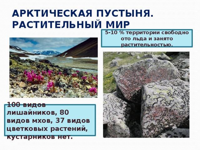 АРКТИЧЕСКАЯ ПУСТЫНЯ. РАСТИТЕЛЬНЫЙ МИР 5-10 % территории свободно ото льда и занято растительностью. 100 видов лишайников, 80 видов мхов, 37 видов цветковых растений, кустарников нет. 