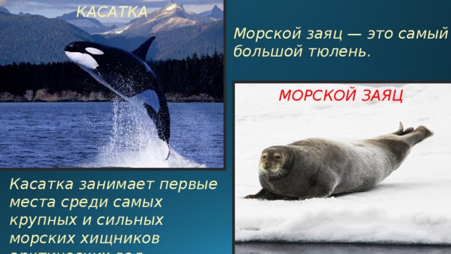 КАСАТКА Морской заяц — это самый большой тюлень. МОРСКОЙ ЗАЯЦ Касатка занимает первые места среди самых крупных и сильных морских хищников арктических вод. 