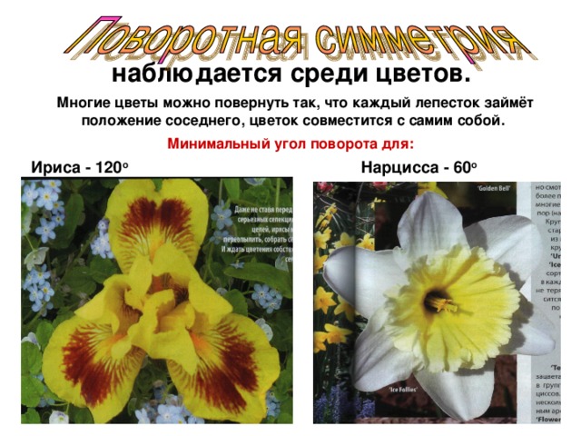 наблюдается среди цветов. Многие цветы можно повернуть так, что каждый лепесток займёт положение соседнего, цветок совместится с самим собой.  Минимальный угол поворота для: Ириса - 120 o  Нарцисса - 60 o 