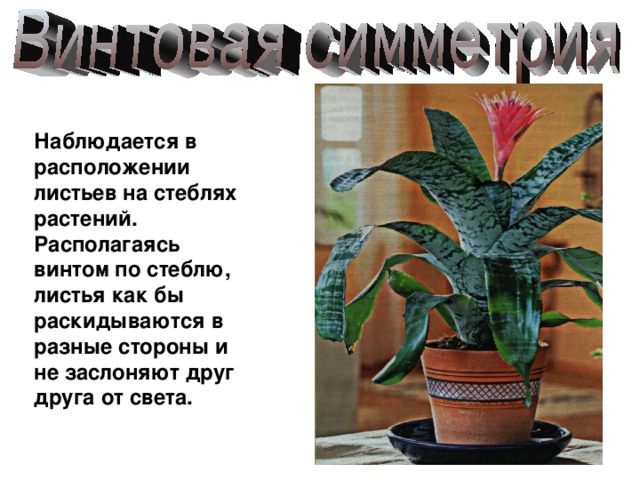 Наблюдается в расположении листьев на стеблях растений. Располагаясь винтом по стеблю, листья как бы раскидываются в разные стороны и не заслоняют друг друга от света. 