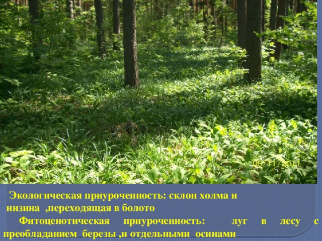  Экологическая приуроченность: склон холма и низина ,переходящая в болото  Фитоценотическая приуроченность: луг в лесу с преобладанием березы ,и отдельными осинами 