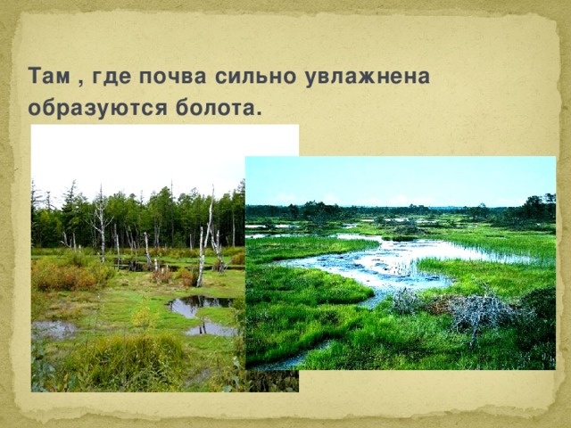 Там , где почва сильно увлажнена образуются болота. 